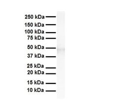 TEAD3 Rabbit anti-Human, Polyclonal, Novus Biologicals 0.1ml; Unconjugated:Antibodies,